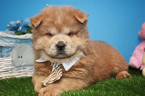AmericanListed features safe and local classifieds for everything you need! States. . Chow chow puppies for sale in cincinnati